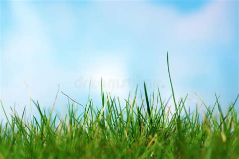 Green Grass On Blue Clear Sky Spring Nature Panorama Stock Photo