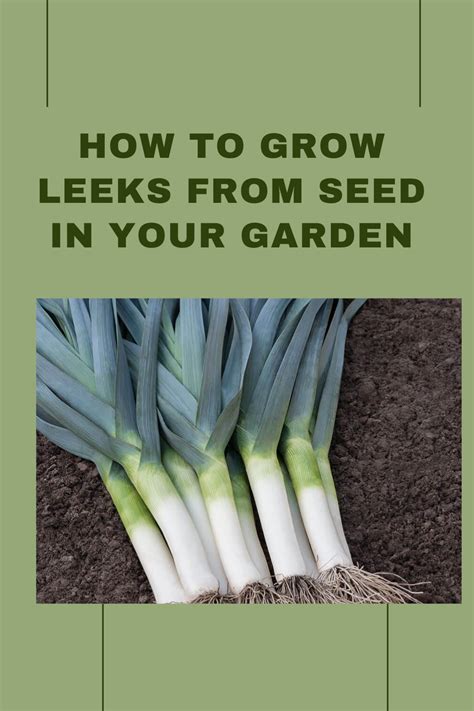 Check spelling or type a new query. How to grow leeks from seed in your garden - Vegetable ...
