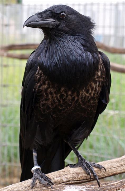 Ravens In The Eyes — End0skeletal Sheryl The Craven Pied Raven