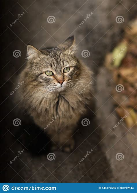 2019 Stray Cat Photographer New Photo Cute Street Cats