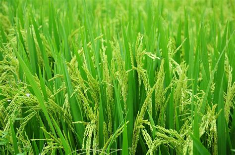 Hd Wallpaper Landscape Rice Fields Asia Yen Bai Vietnam Mu Cang