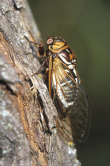 Grand Western Cicada Megatibicen Dorsatus Bugguidenet