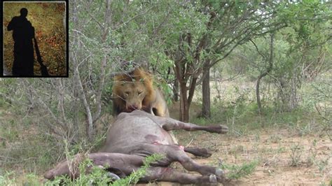 Upřímnost Dutý Máta Peprná Lions Eat Buffalo Which Still Alive Trubka K