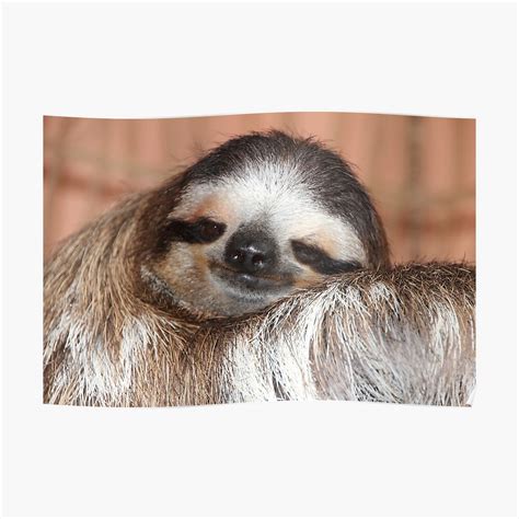 Buttercup The Sloth Poster By Gdcall Redbubble