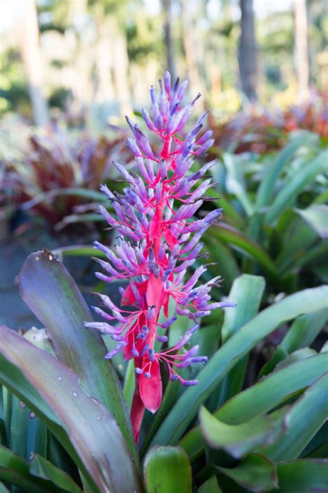 Various Types Of Bromeliad That Can Be Grown Indoors And Outdoors