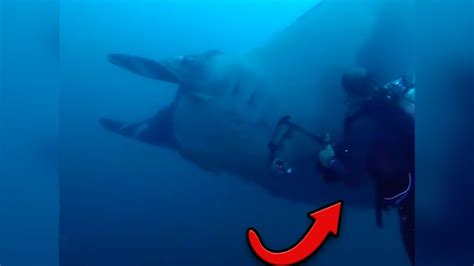 The Biggest Manta Ray Youtube