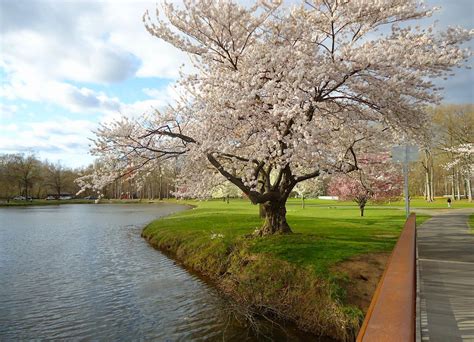 We have northern white birch back in stock!! Flowers on trees by the lake in New Jersey image - Free ...