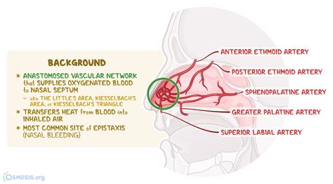 Sphenopalatine Artery Anatomy
