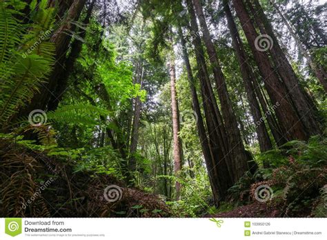 Large Redwood Tree Sequoia Sempervirens Forest Stock Photo Image Of