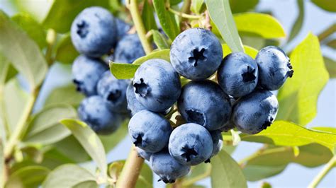 Did You Know You Can Grow Blueberries In A Container