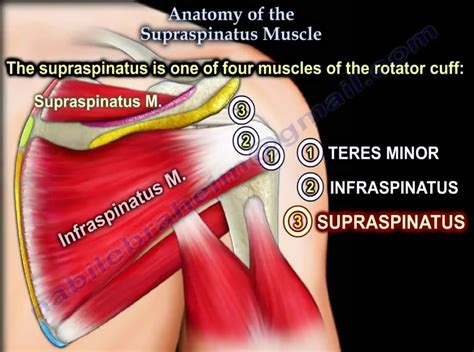 Supraspinatus Tendon Anatomy Images And Photos Finder