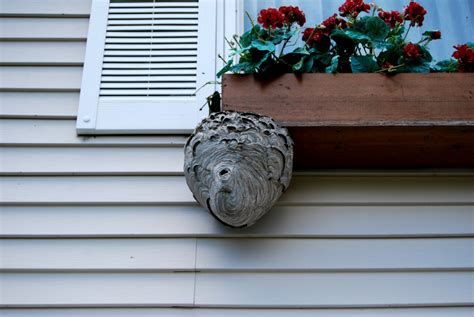 How To Identify Hornets Nest Around Youre Home Wasp Removal Toronto