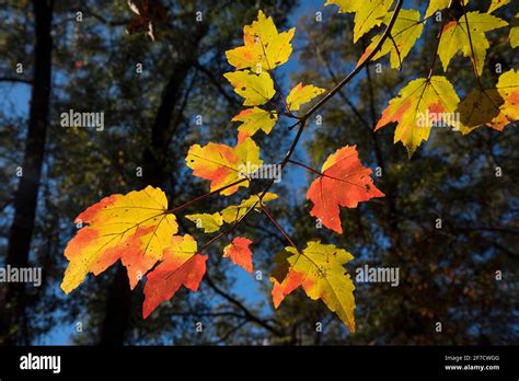 Florida Maple Tree Acer Floridanum In All Its Glorious Fall Colors