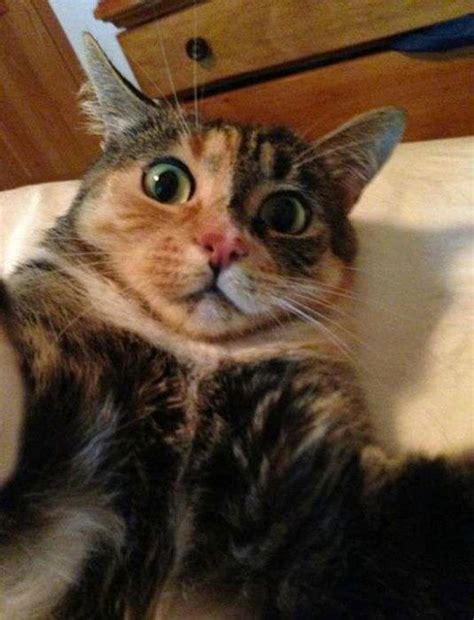 37 Cats Taking Selfies That Are Too Funny To Ignore