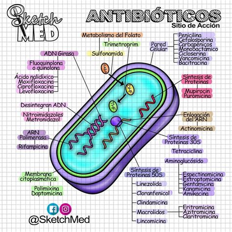 Sketch Med Dra Paola Rios on Instagram Antibióticos Hemos vuelto a nuestro clásico