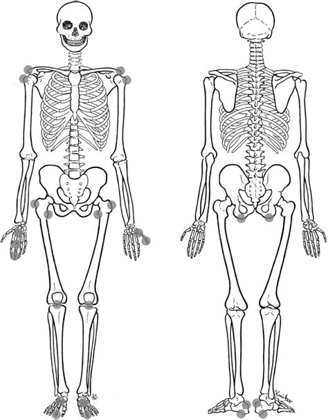 Printable Blank Skeleton Diagram