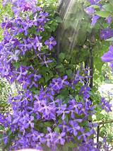 Climbing Vines With Purple Flowers Images
