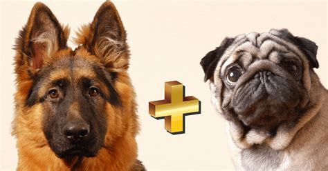 German Shepherd Pug Mix Small Dog With A Big Attitude