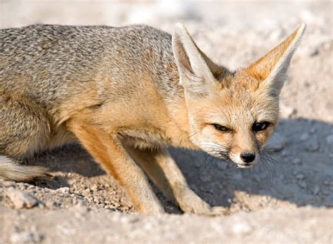 Cape Fox Stock Photos Pictures And Royalty Free Images Istock