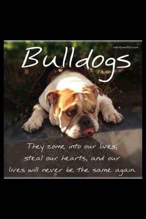 So Trueour Lives Are Never The Same Bulldog Bulldog Funny