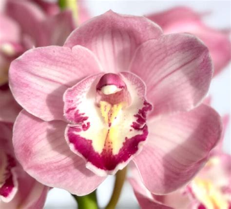 Cymbidiums Pink National Orchids Inc