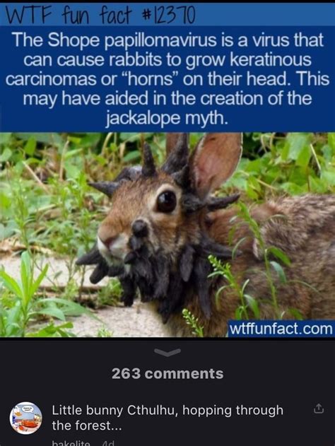 The Shope Papillomavirus Is A Virus That Can Cause Rabbits To Grow Keratinous Carcinomas Or