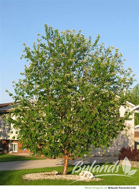 Amur Cherry Prunus Maackii Bylands Nurseries Ltd