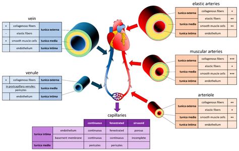 Bioengineering Free Full Text Bioprinting Scaffolds For Vascular