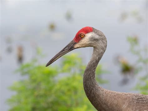 Do Sandhill Cranes Migrate Birdfact