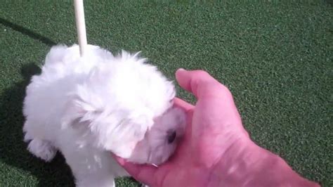 teacup maltese puppy playing  tiny cavachon