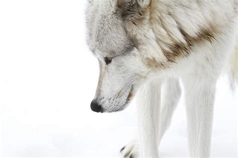Shy Wolf Photograph By Athena Mckinzie Fine Art America