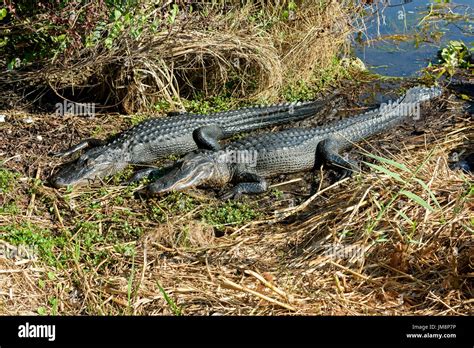 American Alligators Alligator Mississippiensis Basking Anhinga Trail