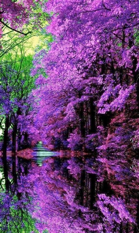 A Lot Of The Nature Pictures That I Pin Have Purple In Them It Is My