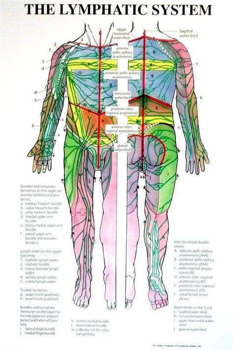 Lymphatic System Flow Chart