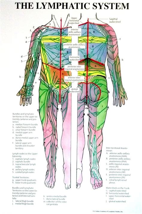 Man body model front back and side human poses stock. Individual Lymphatic System Poster - Full Body (Front and ...