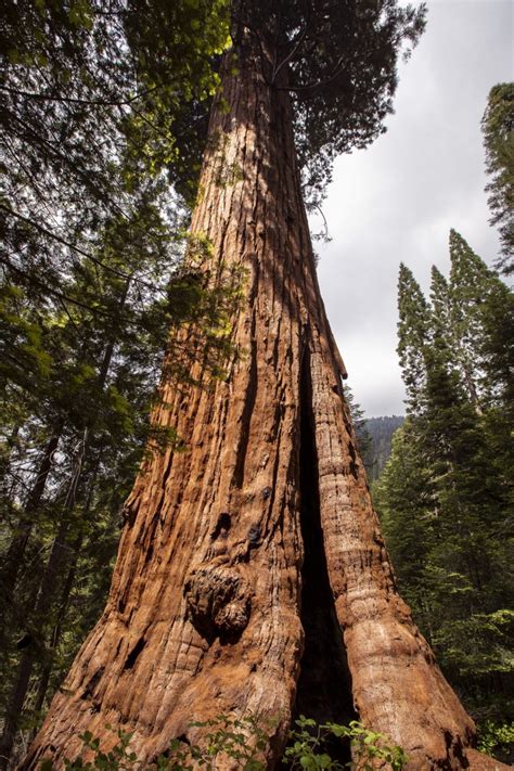 Conservation Group Raises 16 Million To Buy 530 Acre Giant Sequoia