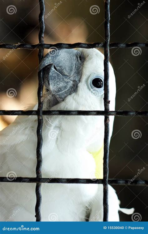 White Macaw Stock Photo Image Of Freedom Outdoor Avian 15530040