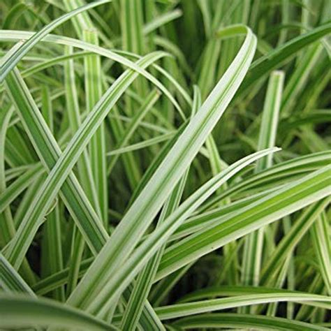 Appalachian Sedge Grass Plant Addicts