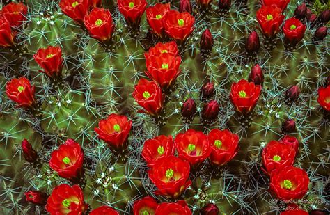 Cactus Flowers Saguaro National Park Arizona Rolf Sterchi