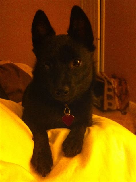 The Cutest Schipperke In The World Who Just Happens To Belong To Me