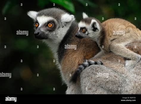 Ring Tailed Lemur Lemur Catta Female With Its Baby Riding On Its