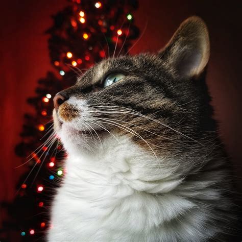 Christmas Cat Cats Christmas Tree Colorful Eyes Holiday Lights