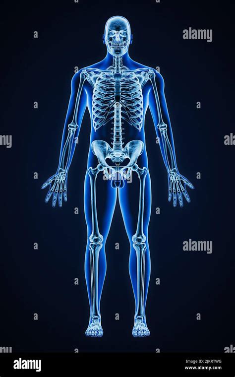 Os Xray Hi Res Stock Photography And Images Alamy
