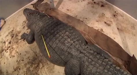 Two 700 Pound Alligators Caught Within Hours Of Each Other In Mississippi Ny Daily News