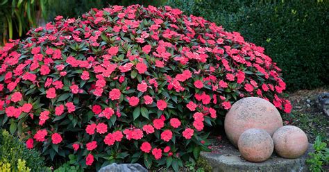 How To Grow And Care For Impatiens Gardeners Path