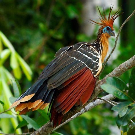 Aves ExÓticas 🥇 Lista De Las Mas Hermosas Del Mundo Fotos