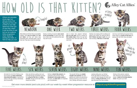 Kittens Kittens Kitten Season Is Here Kitten Season Newborn
