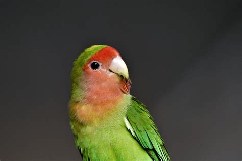 Cara Merawat Burung Lovebird Yang Baik Dan Benar Agar Panjang Umur