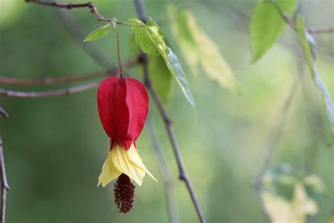 Abutilon Flowering Maple Indian Mallow Plant How To Grow And Care