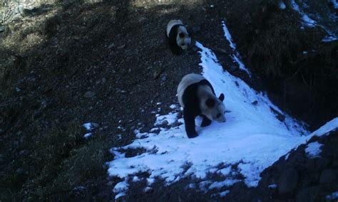 Camera Trap Images From China Show Giant Pandas And Other Animals In
